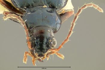 Media type: image;   Entomology 16287 Aspect: head frontal view